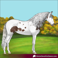 Horse Color:Gray Silver Bay Splash Tobiano 