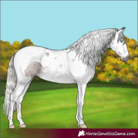 Horse Color:Gray Silver Bay Splash Tobiano 