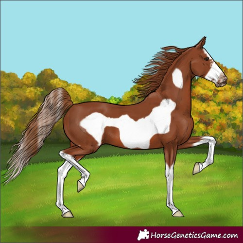 Horse Color:Chestnut Splash Frame 