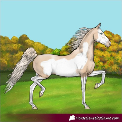 Horse Color:Palomino Pearl Splash Frame 