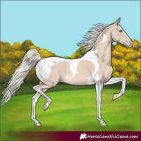 Horse Color:Cremello Tobiano 