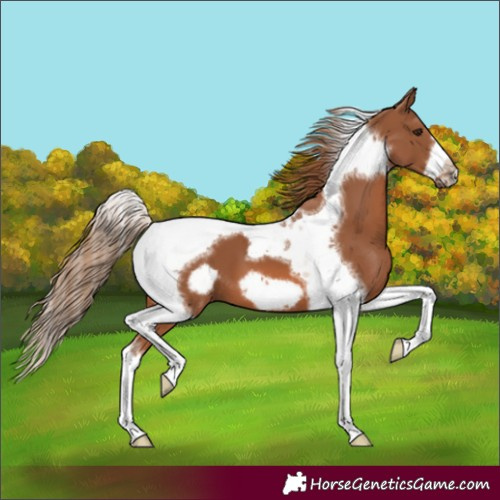Horse Color:Chestnut Tobiano Frame 