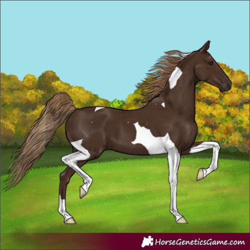 Horse Color:Liver Chestnut Tobiano 