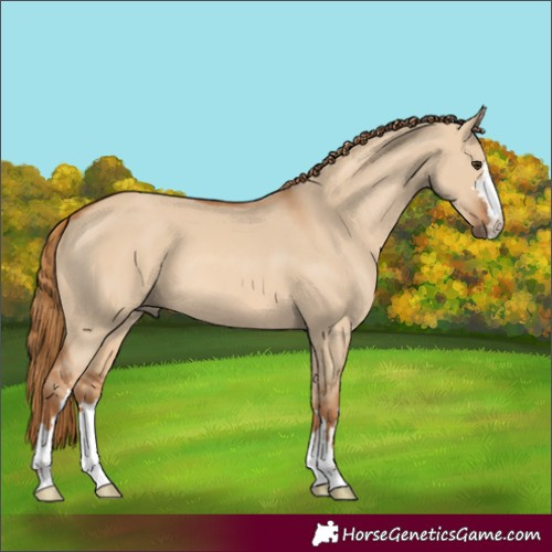 Horse Color:Red Dun 