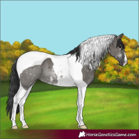 Horse Color:Grullo Tobiano