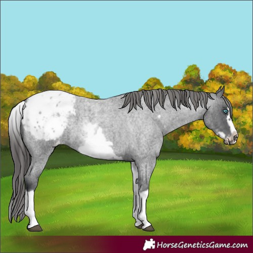 Horse Color:White Spotted Blue Roan Splash Frame Appaloosa 