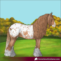 Horse Color:Chestnut Splash Appaloosa 