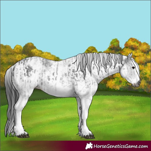 Horse Color:Gray White Spotted Black  and Gray White Spotted Black 