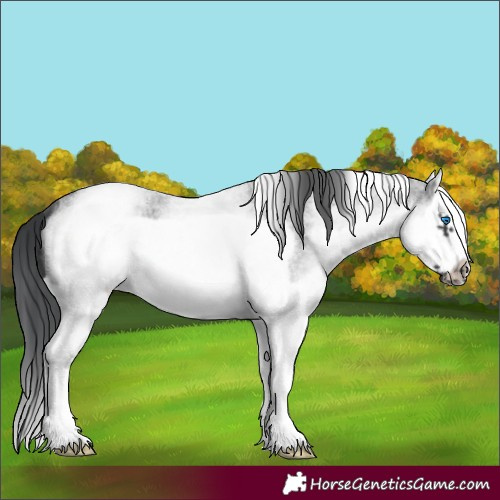 Horse Color:White Spotted Blue Roan Splash Frame Appaloosa