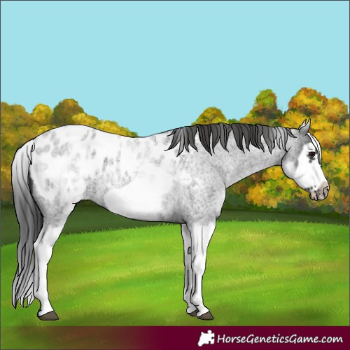 Horse Color:Unknown 