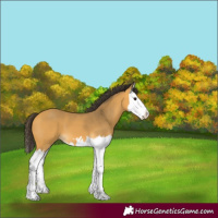 Horse Color:Buckskin Splash 