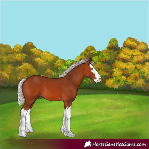 Horse Color:Silver Bay Splash