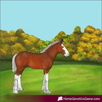 Horse Color:Silver Bay Splash 