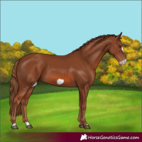 Horse Color:Chestnut Frame 