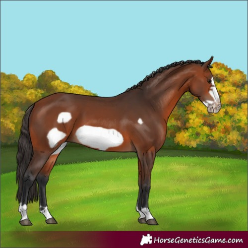 Horse Color:Bay Frame 