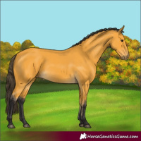 Horse Color:Buckskin 