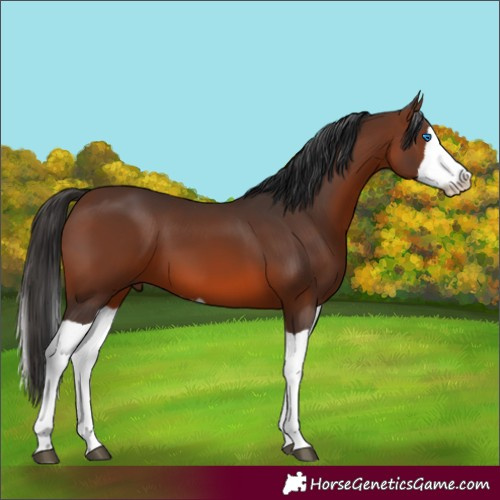 Horse Color:Brown Splash