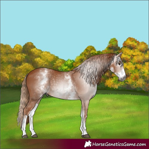 Horse Color:Gray White Spotted Chestnut 