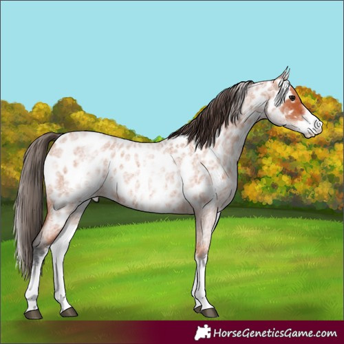 Horse Color:White Spotted Bay Roan Appaloosa 
