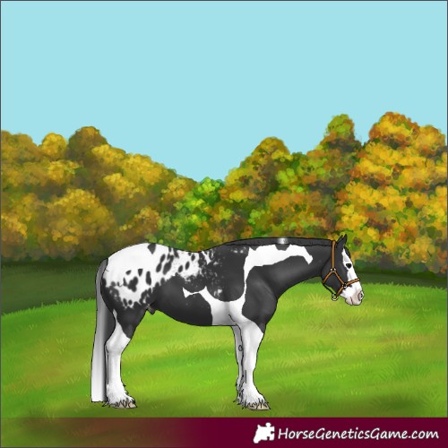 Horse Color:Black Splash Tobiano Appaloosa 