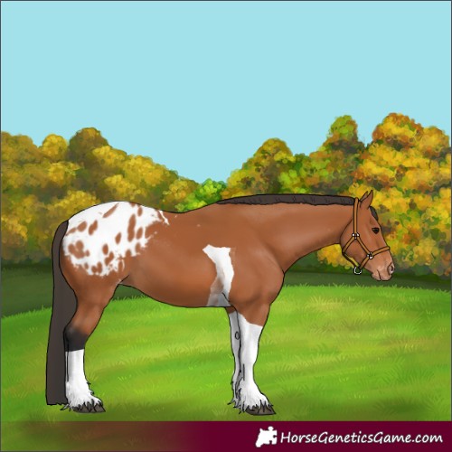Horse Color:Bay Tobiano Appaloosa 