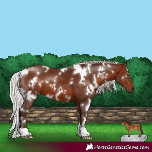Horse Color:White Spotted Silver Bay 