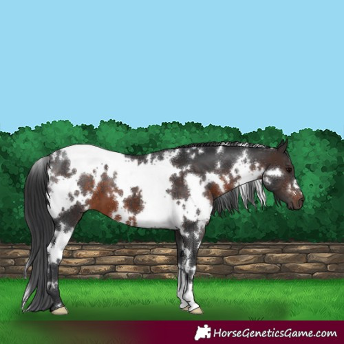 Horse Color:White Spotted Brown 