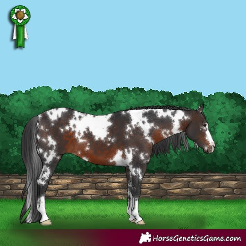 Horse Color:White Spotted Brown 