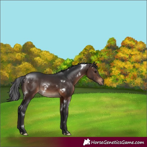 Horse Color:White Spotted Brown Rabicano 