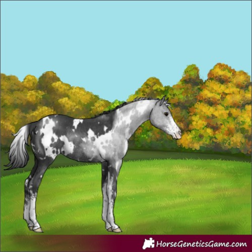 Horse Color:White Spotted Black Sabino Rabicano 