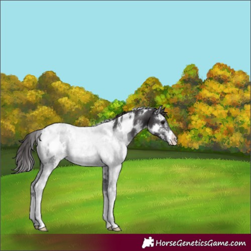 Horse Color:White Spotted Smoky Black Sabino Appaloosa Rabicano