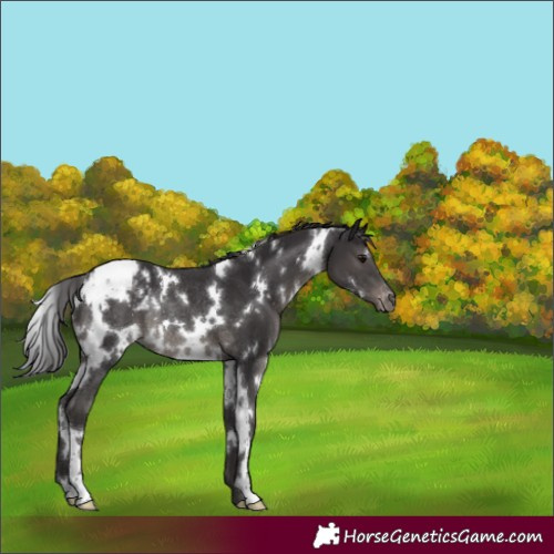 Horse Color:White Spotted Smoky Black Appaloosa Rabicano 