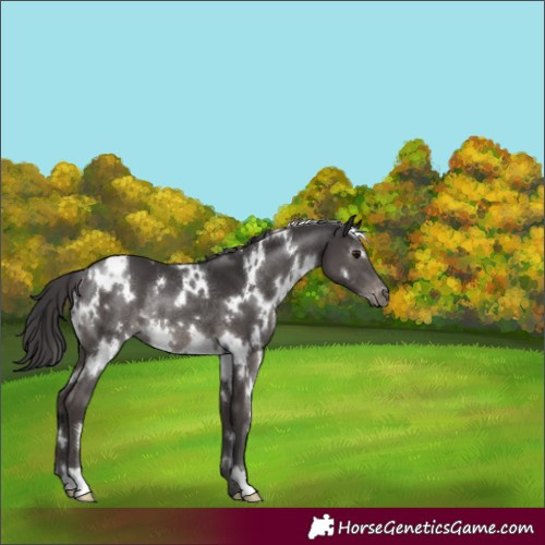 Horse Color:White Spotted Smoky Black Appaloosa Rabicano 