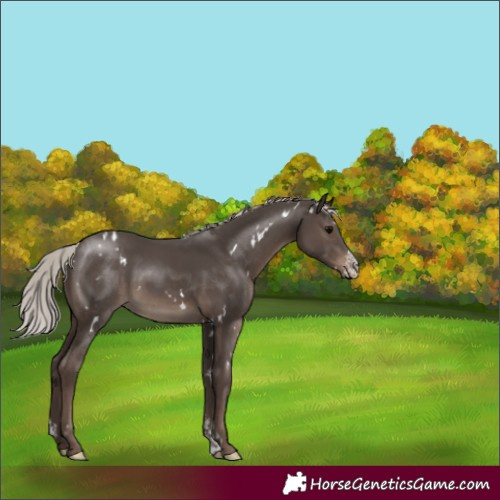Horse Color:White Spotted Silver Black Sabino Rabicano