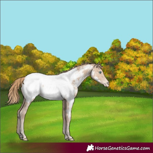 Horse Color:Smoky Creme Sabino Appaloosa Rabicano 