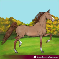 Horse Color:Red Dun Sabino
