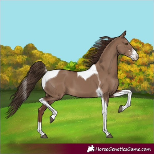 Horse Color:Liver Red Dun Sabino Tobiano 