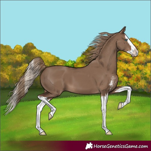 Horse Color:Liver Red Dun Sabino Splash 