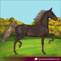 Horse Color:Liver Chestnut Rabicano