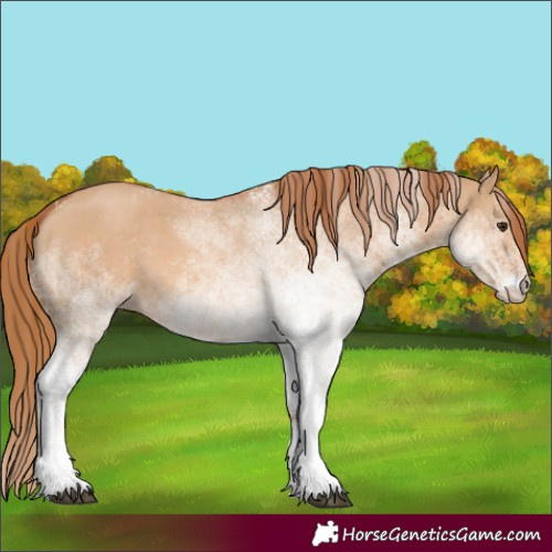 Horse Color:White Spotted Red Dun 