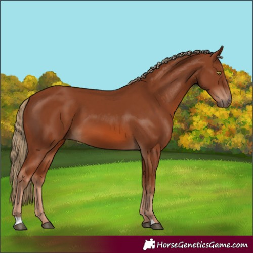 Horse Color:Chestnut 