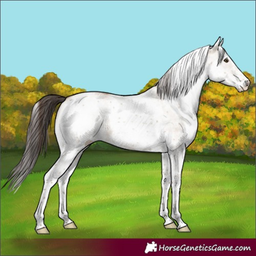 Horse Color:White Spotted Classic Champagne Dun Rabicano