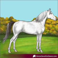 Horse Color:White Spotted Classic Champagne Dun Rabicano 