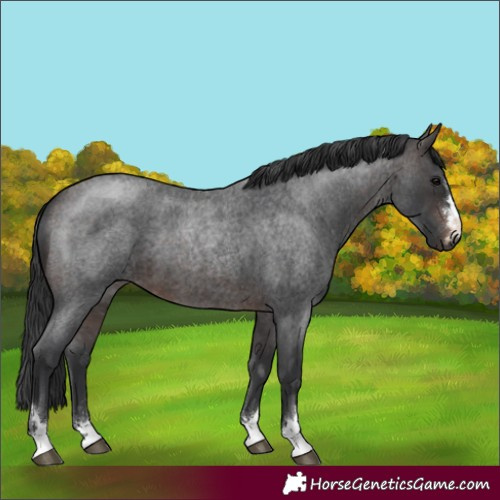Horse Color:Brown Roan 