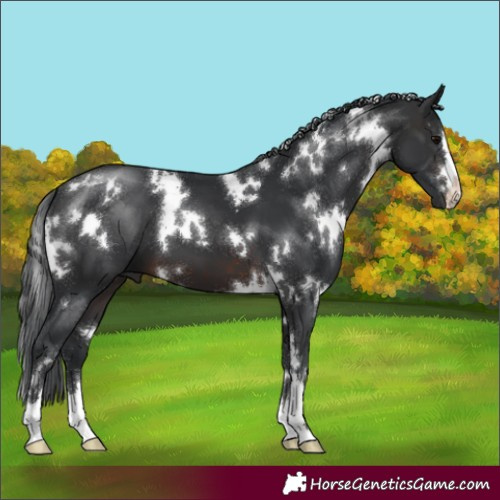 Horse Color:White Spotted Brown 