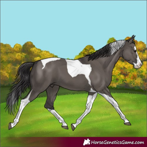 Horse Color:Smoky Grullo Splash Tobiano