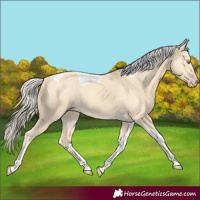 Horse Color:Gold Cream Champagne Tobiano 