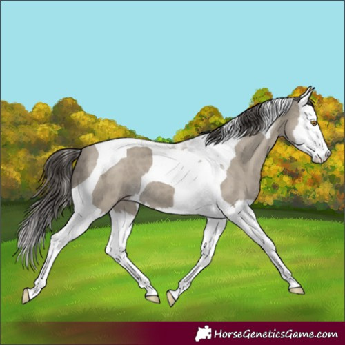 Horse Color:Classic Cream Champagne Splash Tobiano 