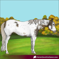 Horse Color:Silver Buckskin Sabino Tobiano Frame