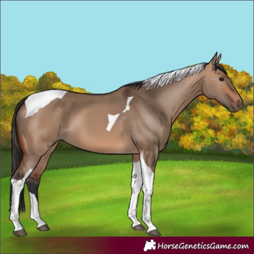 Horse Color:Unknown 
